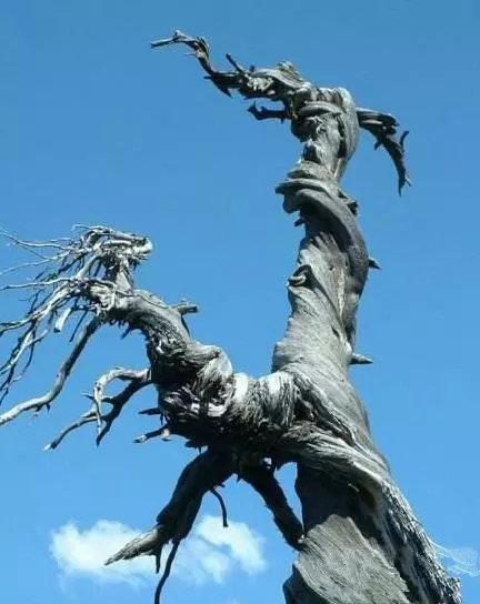 世界上最古老的10大古樹!第一活了9500歲,第七名在臺灣!