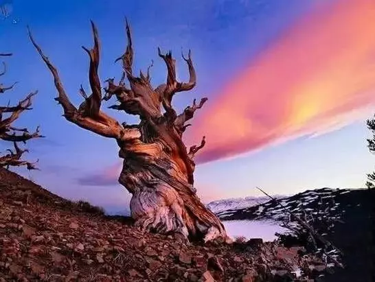 世界上最古老的10大古樹!第一活了9500歲,第七名在臺灣!