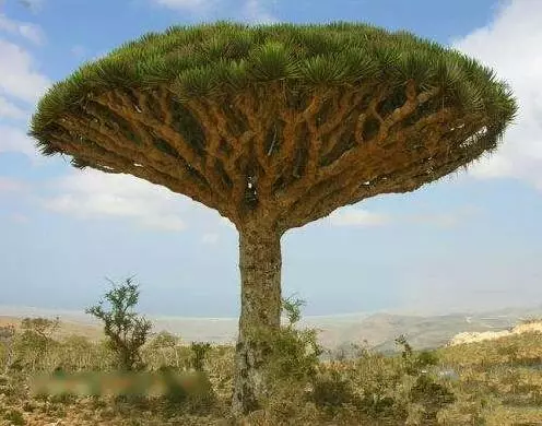 世界上最古老的10大古樹!第一活了9500歲,第七名在臺灣!