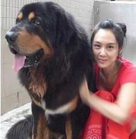 明星有錢太任性,養的寵物有點嚇人不說,還有人花800萬給狗整容