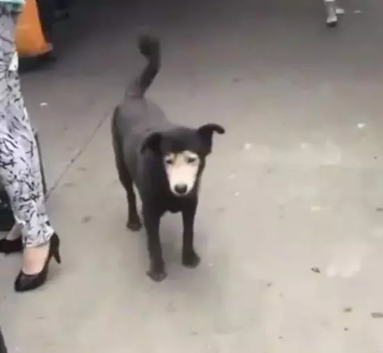 這狗子長得也太隨心所欲了吧,有些簡直是突破想像的天際