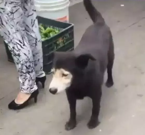 這狗子長得也太隨心所欲了吧,有些簡直是突破想像的天際