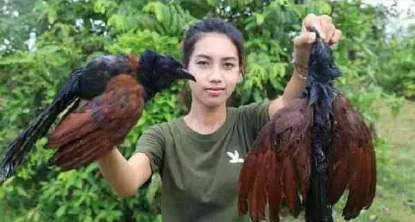 為賺廣告費 柬女網紅濫殺瀕危動物