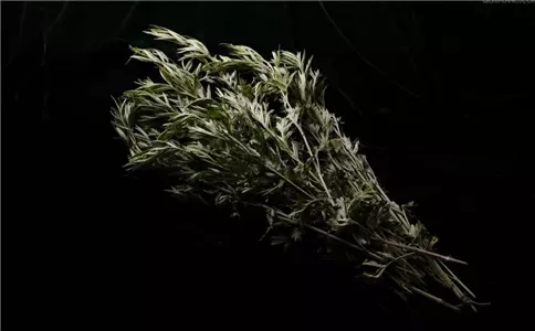 膝蓋疼的人高興了,一把艾葉一瓶白酒,緩解關節疼痛,為家人收好
