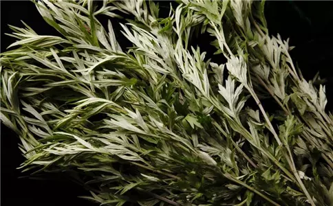 膝蓋疼的人高興了,一把艾葉一瓶白酒,緩解關節疼痛,為家人收好