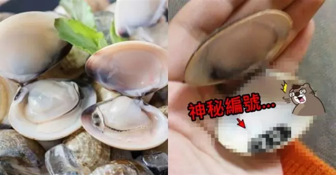 女煮蛤蠣...殼一開驚見「神秘數字」嚇傻! 網掀轟動:趕快再湊六個 簽威力彩!