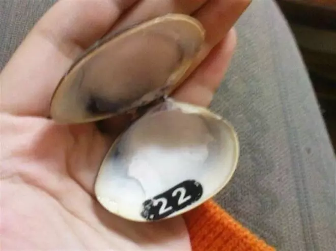 女煮蛤蠣...殼一開驚見「神秘數字」嚇傻! 網掀轟動:趕快再湊六個 簽威力彩!