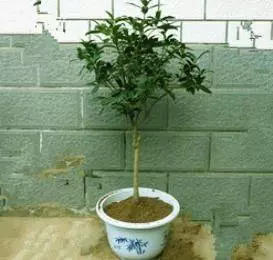 史上最香的6種花,比香水還厲害,家裡種一盆,滿屋子自然清香