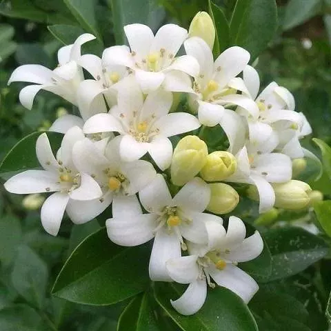史上最香的6種花,比香水還厲害,家裡種一盆,滿屋子自然清香