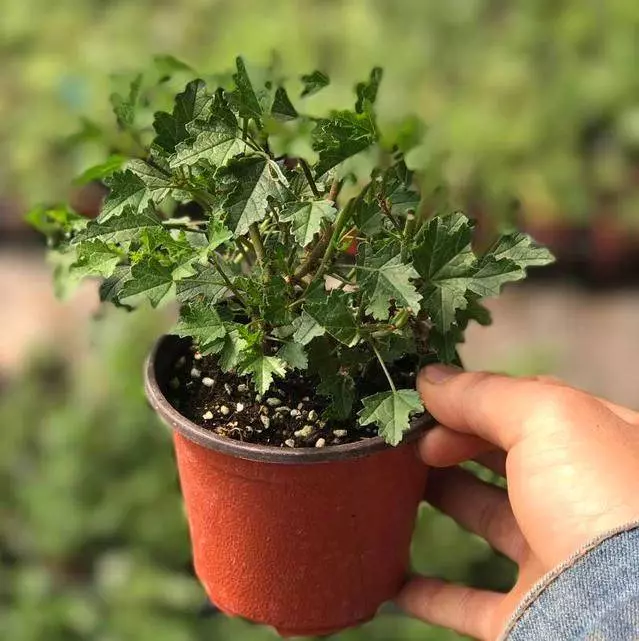 史上最香的6種花,比香水還厲害,家裡種一盆,滿屋子自然清香