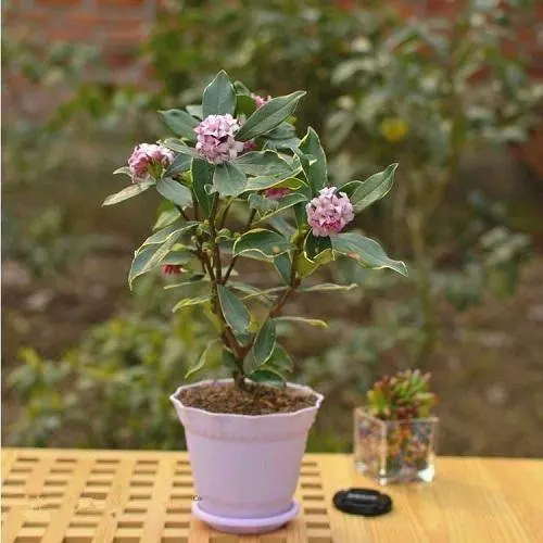 史上最香的6種花,比香水還厲害,家裡種一盆,滿屋子自然清香