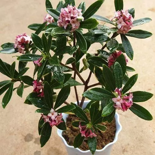史上最香的6種花,比香水還厲害,家裡種一盆,滿屋子自然清香