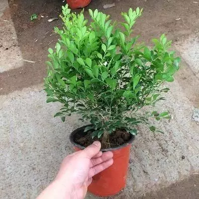 史上最香的6種花,比香水還厲害,家裡種一盆,滿屋子自然清香
