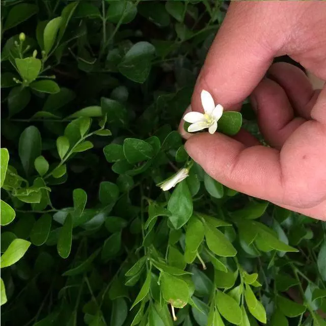 史上最香的6種花,比香水還厲害,家裡種一盆,滿屋子自然清香