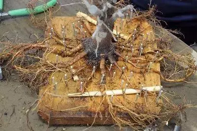 盆景初入門:盆景根部的分類及製作技巧