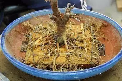 盆景初入門:盆景根部的分類及製作技巧