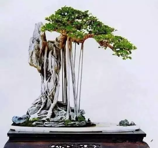 盆景初入門:盆景根部的分類及製作技巧