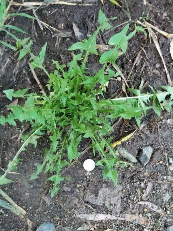 口臭自己聞不到?3個自檢小方法,1種茶,輕鬆去口臭