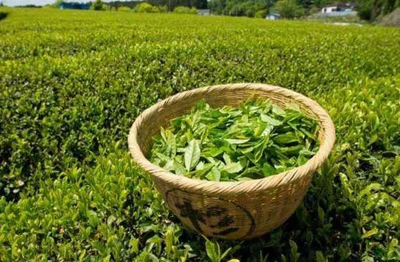 口臭自己聞不到?3個自檢小方法,1種茶,輕鬆去口臭