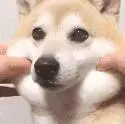 你知道嗎?狗狗才是治療抑鬱症最好的醫生