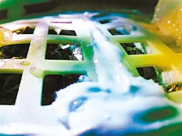月球首株綠葉!微型生態系上太空 嫦娥四號內棉花種子發芽