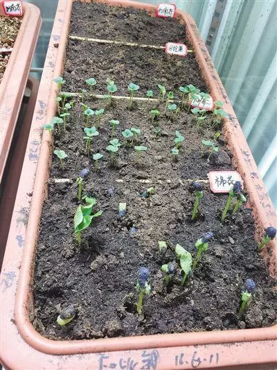 月球首株綠葉!微型生態系上太空 嫦娥四號內棉花種子發芽