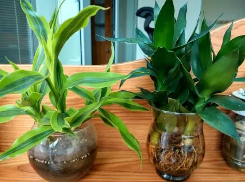年前富貴竹突然黃葉怎麼辦?別著急換,這兩種「藥片」養花很有效