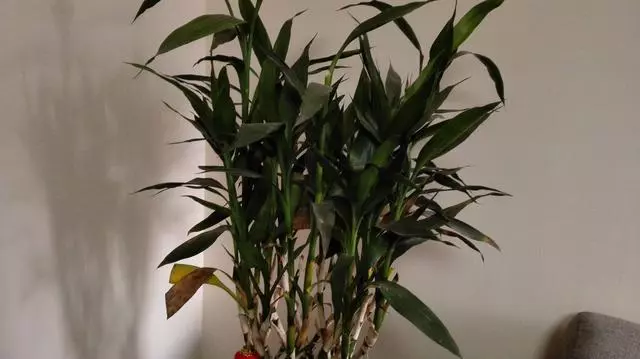 年前富貴竹突然黃葉怎麼辦?別著急換,這兩種「藥片」養花很有效