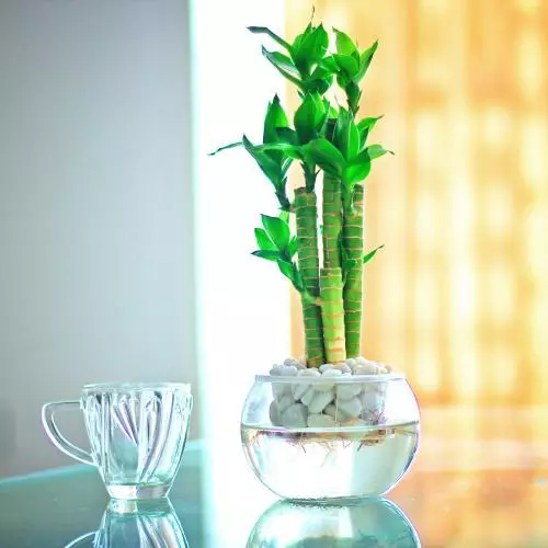 年前富貴竹突然黃葉怎麼辦?別著急換,這兩種「藥片」養花很有效