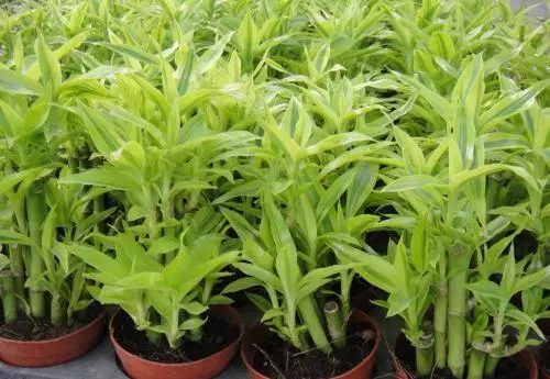 年前富貴竹突然黃葉怎麼辦?別著急換,這兩種「藥片」養花很有效