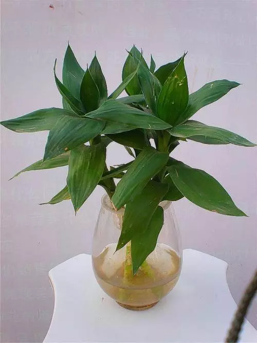 年前富貴竹突然黃葉怎麼辦?別著急換,這兩種「藥片」養花很有效