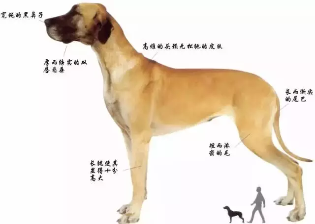 膽子超級小、還喜歡當保姆,如此溫柔的大丹犬卻因身高被禁養
