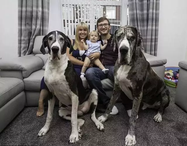 膽子超級小、還喜歡當保姆,如此溫柔的大丹犬卻因身高被禁養