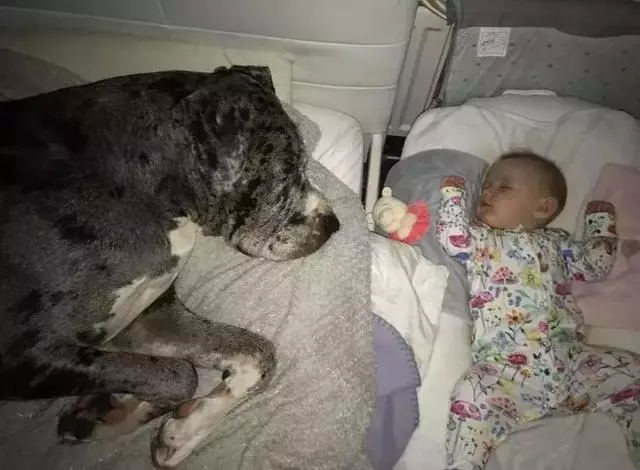 膽子超級小、還喜歡當保姆,如此溫柔的大丹犬卻因身高被禁養