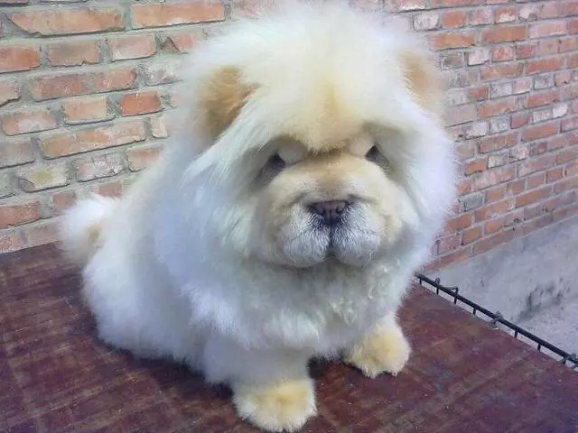 壽命最長的六種狗,神犬毫無疑問霸氣坐穩第一
