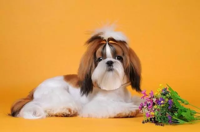 壽命最長的六種狗,神犬毫無疑問霸氣坐穩第一