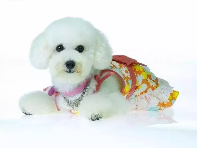 壽命最長的六種狗,神犬毫無疑問霸氣坐穩第一