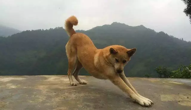 壽命最長的六種狗,神犬毫無疑問霸氣坐穩第一