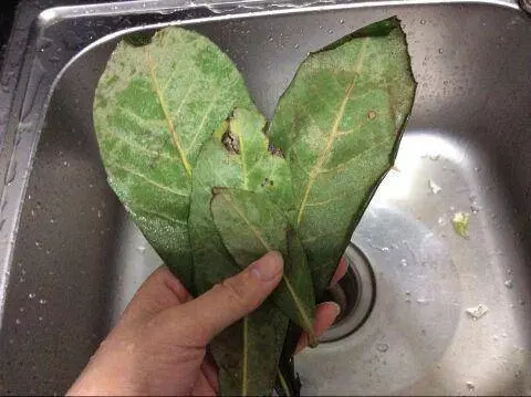強力止咳水:1片葉子煮水喝,不管咳嗽、流鼻涕,見效快