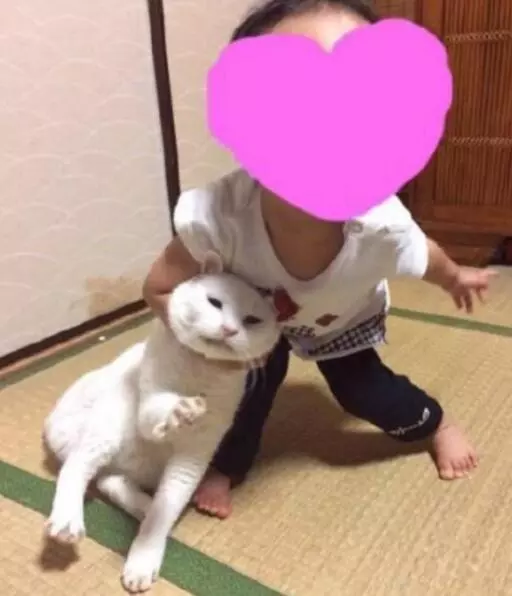 再彪悍的貓也有被降服的一天,比如說當它們遇上了熊孩子