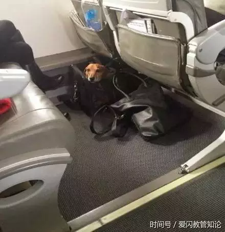 帶寵物上飛機的那些趣事