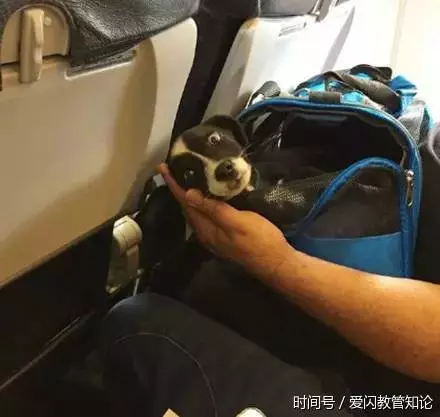 帶寵物上飛機的那些趣事
