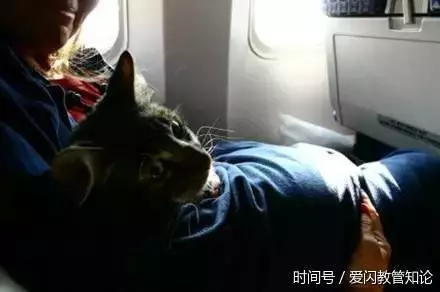 帶寵物上飛機的那些趣事