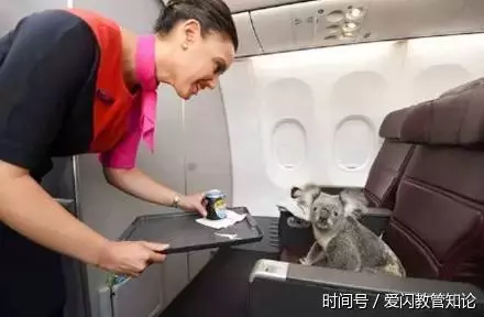 帶寵物上飛機的那些趣事