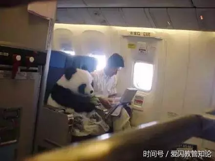 帶寵物上飛機的那些趣事