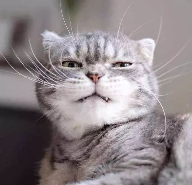 史上最兇的貓咪,可憐這家主人!