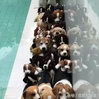 主人回家到處找不到狗狗,一看陽台外,主人立馬懵逼了