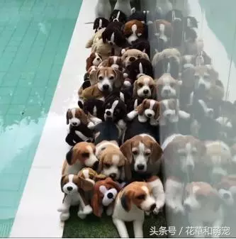 主人回家到處找不到狗狗,一看陽台外,主人立馬懵逼了