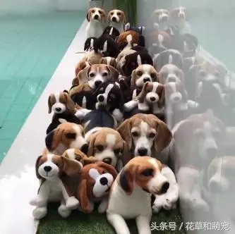 主人回家到處找不到狗狗,一看陽台外,主人立馬懵逼了