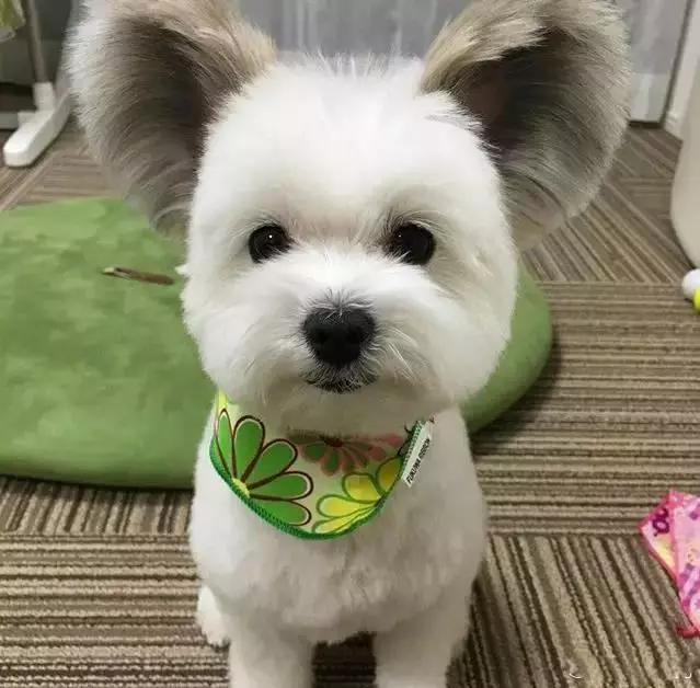 一隻侵略地球的大耳朵外星狗,我已經看穿了它的真面目